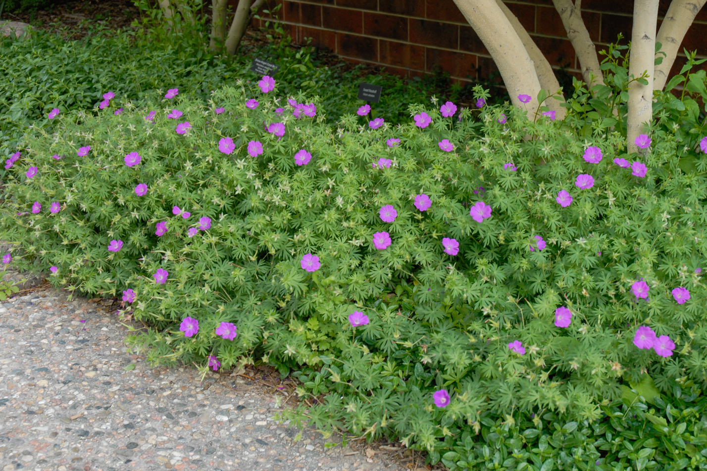 Bloody Cranesbill